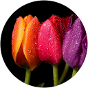 Zixuan Yang profile picture